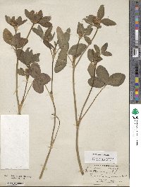 Trifolium pratense image