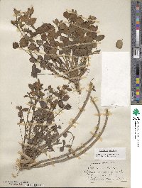 Trifolium pratense image