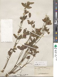 Trifolium pratense image