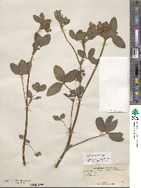 Trifolium pratense image