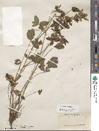 Trifolium pratense image