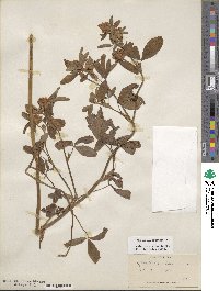 Trifolium pratense image