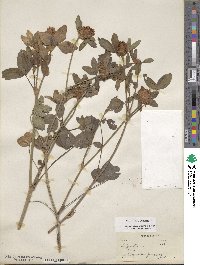 Trifolium pratense image