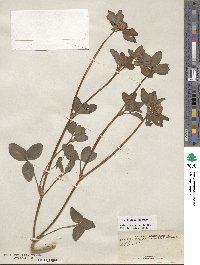 Trifolium pratense image