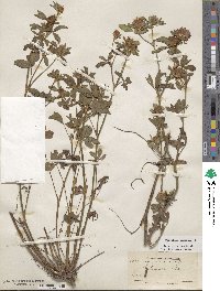 Trifolium pratense image