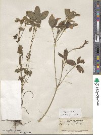 Trifolium pratense image