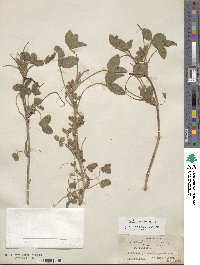 Trifolium pratense image