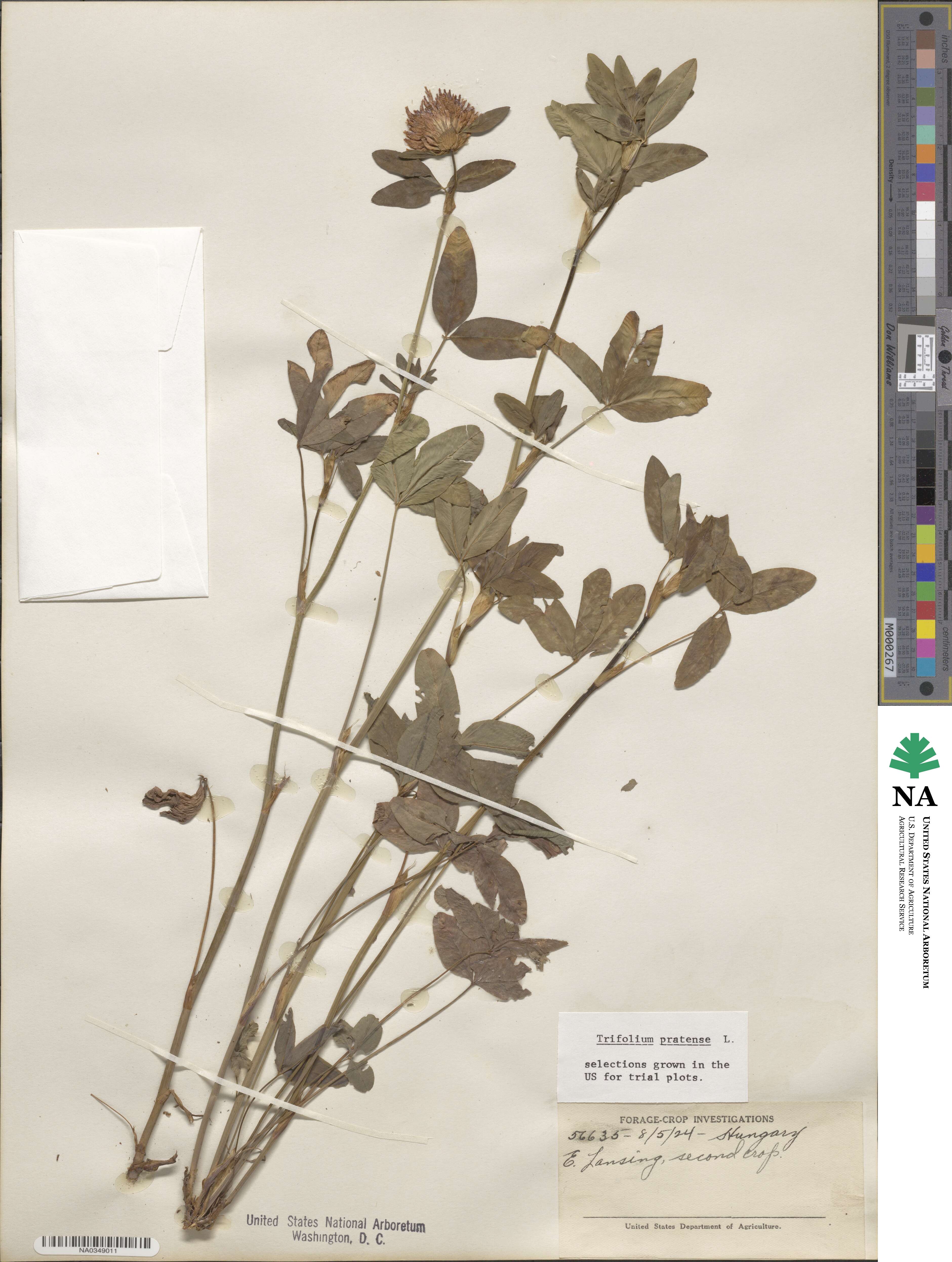 Trifolium pratense image