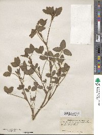 Trifolium pratense image