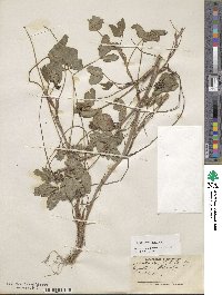 Trifolium pratense image