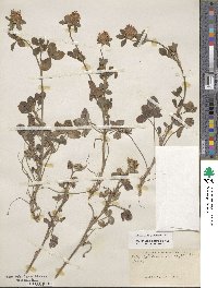 Trifolium pratense image