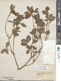 Trifolium pratense image