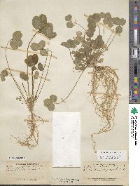 Trifolium pratense image