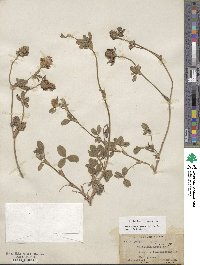 Trifolium pratense image