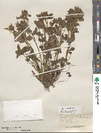 Trifolium pratense image