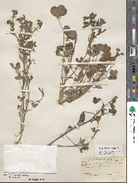 Trifolium pratense image