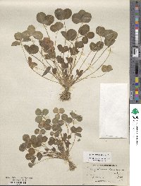 Trifolium pratense image
