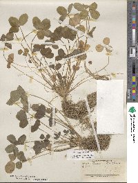 Trifolium pratense image