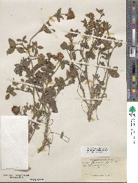 Trifolium pratense image