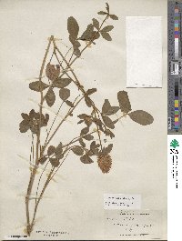 Trifolium pratense image