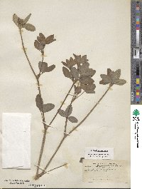 Trifolium pratense image