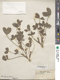 Trifolium pratense image