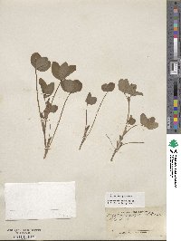 Trifolium pratense image