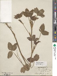 Trifolium pratense image