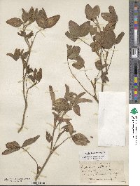 Trifolium pratense image