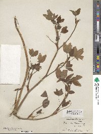 Trifolium pratense image