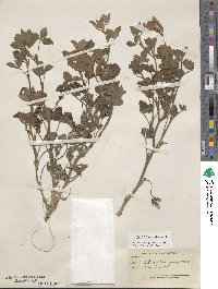 Trifolium pratense image