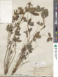 Trifolium pratense image