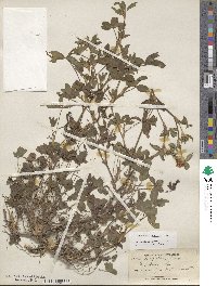 Trifolium pratense image