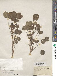 Trifolium pratense image