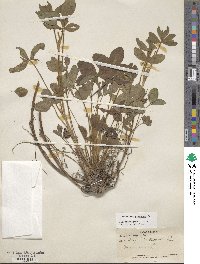 Trifolium pratense image