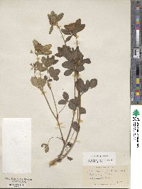 Trifolium pratense image
