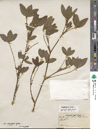 Trifolium pratense image