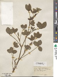 Trifolium pratense image
