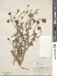 Trifolium pratense image