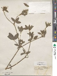 Trifolium pratense image