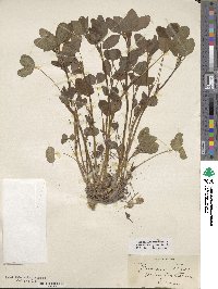 Trifolium pratense image