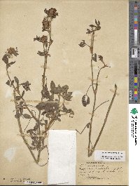 Trifolium pratense image