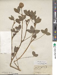 Trifolium pratense image