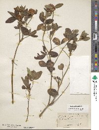 Trifolium pratense image