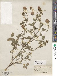 Trifolium pratense image