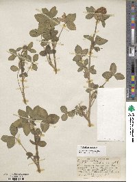 Trifolium pratense image