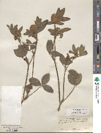 Trifolium pratense image