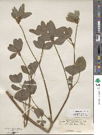 Trifolium pratense image