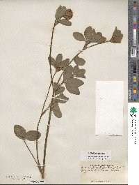 Trifolium pratense image