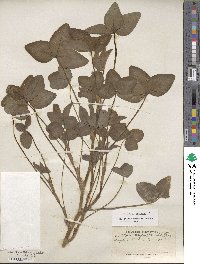 Trifolium pratense image